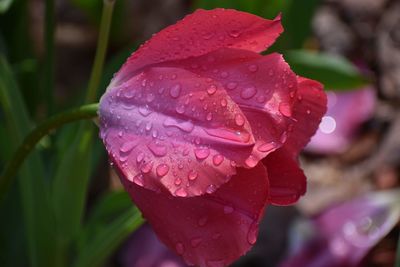 Close-up of water drops on pink rose