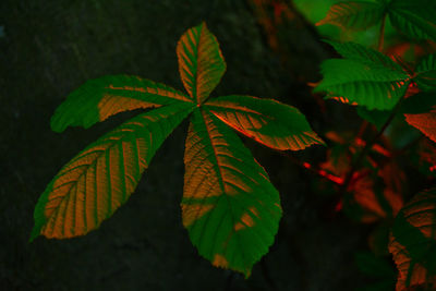 Close-up of leaves on plant at night