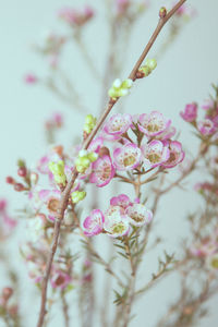 Close-up of flowers