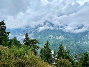 Scenic view of pine trees against sky