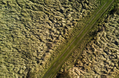 High angle view of sheep on field