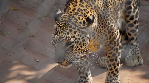 Close-up of tiger