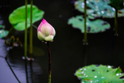 Close-up of water lily in pond