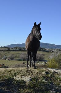 Horse standing on field against clear blue sky