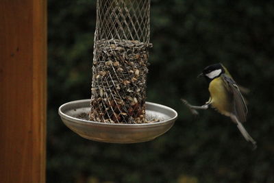 Close-up of bird eating food