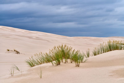 Scenic view of desert against sky