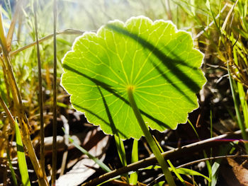 Close-up of plant leaves