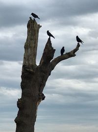 Bird on tree against sky