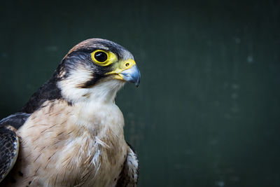 Close-up of a bird