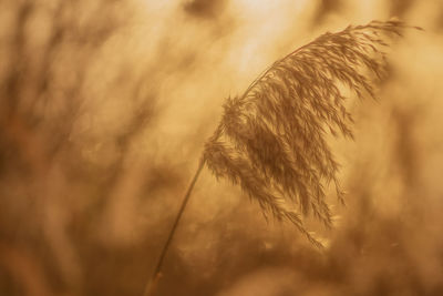 Close-up of stalks in field