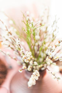 Close-up of hand on flowering plant