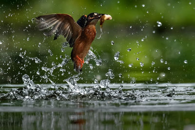 Bird flying over lake