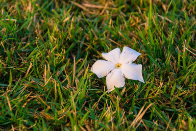 Close-up of white flowering plant on field