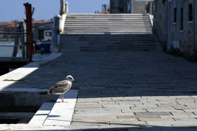 Seagull perching on a footpath