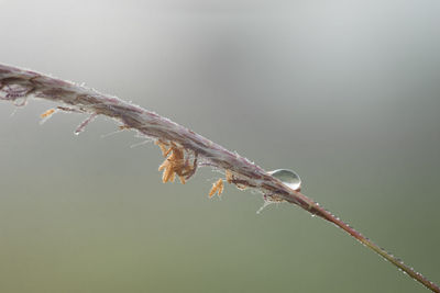 Close-up of frozen twig