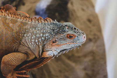 Close-up of a lizard