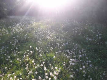 Scenic view of field against bright sun