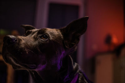 Close-up portrait of dog looking away at home