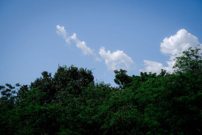 Low angle view of trees against sky