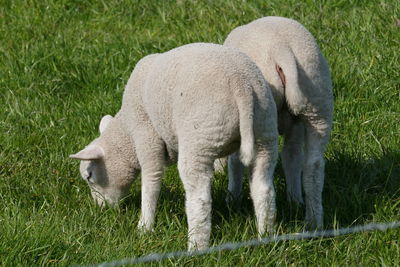 Sheep grazing in a field