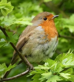 Close-up of bird perching on branch