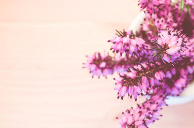 Close-up of pink flowering plant