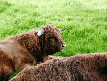 Highland cows in a field