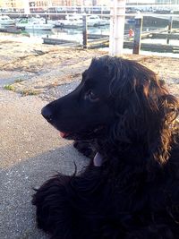 dog