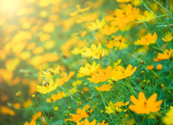 Close-up of yellow flowering plant on field