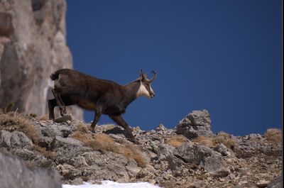 Giraffe standing on rock against clear blue sky