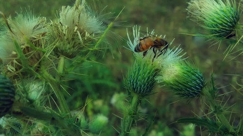 Close-up of bee on thistles