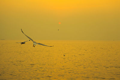 Bird flying over sea against orange sky