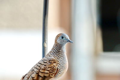 Close-up of a bird