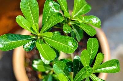 Close-up of raindrops on leaves