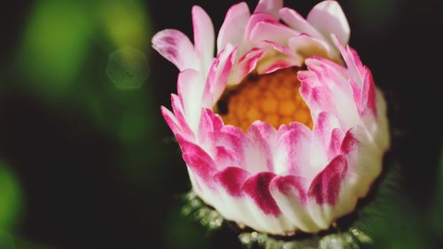 Close-up of pink flowers