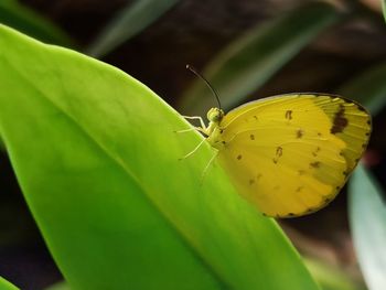 Close-up of butterfly on leaf