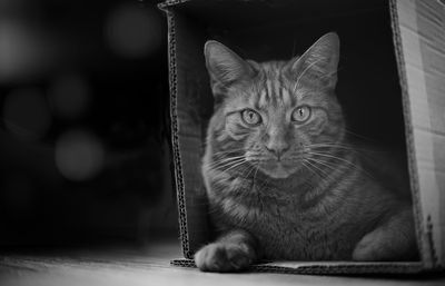 Black and white portrait of cat relaxing at home. 