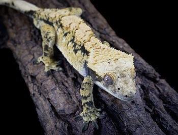 Close-up of lizard on tree trunk