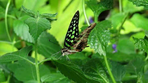 Close-up of butterfly on leaf