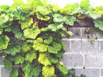 High angle view of ivy growing on wall