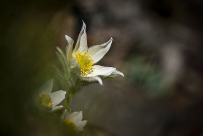 Close-up of white flowering plant