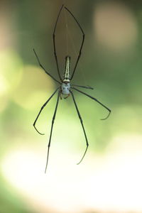 Close-up of spider