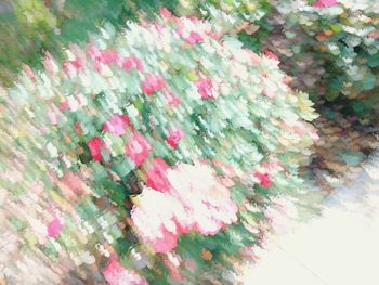 Close-up of pink flowers