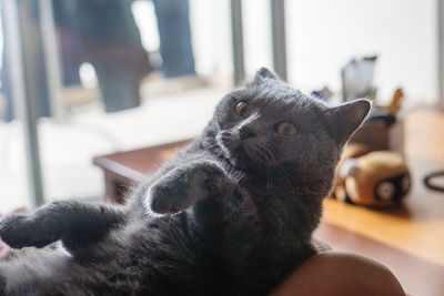 Close-up portrait of kitten