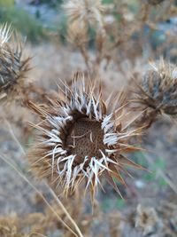 Close-up of dried plant on field