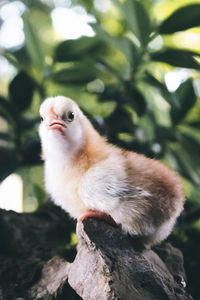 Close-up of a bird against blurred background