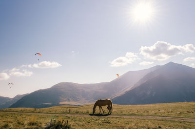 View of horse grazing on field against sky