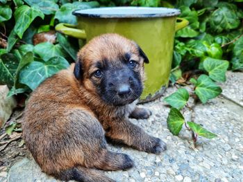 Portrait of a dog