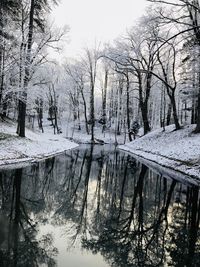 Bare trees by lake in forest during winter