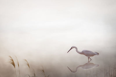 Beautiful great egret bird wallpaper background